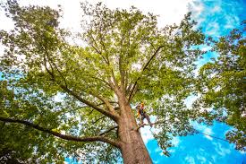 Best Tree Maintenance Programs  in Manahawkin, NJ