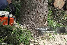 Best Arborist Consultation Services  in Manahawkin, NJ