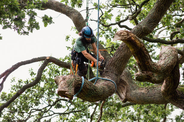 Best Tree Disease Treatment  in Manahawkin, NJ