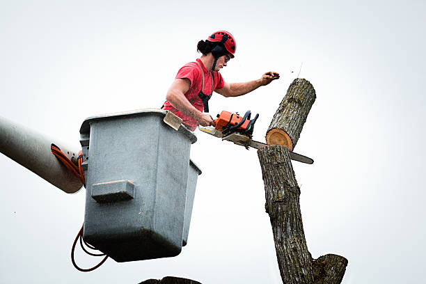Best Tree Mulching  in Manahawkin, NJ